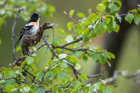 Mountain finch, Brambling, Finland, Fringilla Montifringilla, Birds, Song, Male, Passeri, Singing,