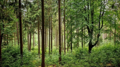 Dense forest with tall trees and lush undergrowth, quiet atmosphere, Fichtelgebirge nature park