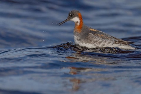 Odin's chicken (Phalaropus lobatus), in splendour, hunting insect larvae, Vadsö, Varangerfjord,