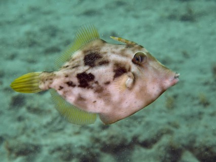 A fish with a camouflage pattern, the brown filefish (Stephanolepis hispidus), swims over a sandy