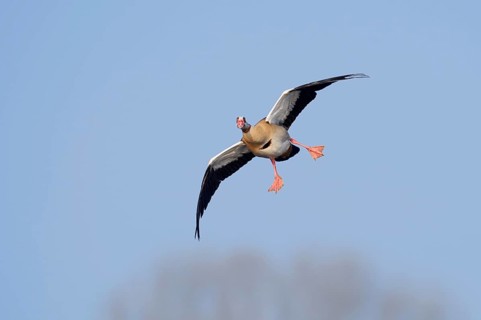 Nile gans (Alopochen aegyptiaca, Alopochen aegyptiacus), in flight, North Rhine-Westphalia, Germany