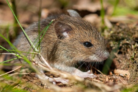 Apodemus sylvaticus, long-tailed field mouse, rodents, rodentia, woodmouse, adolescent, juvenile,