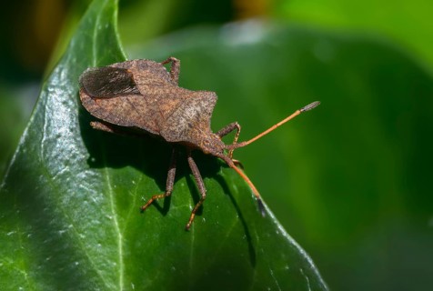 Ampfer border bug, brown squash bug, coreus marginatus, dock bug, dock leaf bug, common border bug,