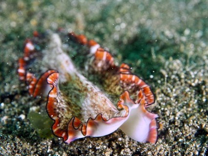 Patterned flatworm with a red edge, reddish-brown whirlworm (Pseudoceros), on sandy seabed, Secret
