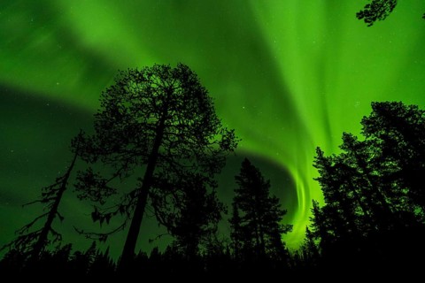 Northern Lights (Aurora borealis), Muddus National Park, Laponia World Heritage Site, Norrbotten,