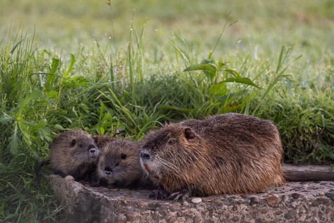 Nutria (Myocastor coypus) with many young at a stream, Entre Rios, Argentina