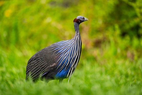 Vulturine guinea fowl (Acryllium vulturinum) walking on a meadow, Bavaria, Germany