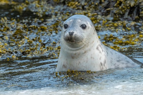 Common seal (Phoca vitulina), Heligoland, Schleswig-Holstein, Germany