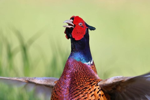 Pheasant, hunting pheasant (Phasianus colchicus), adult male bird during mating call in a meadow,