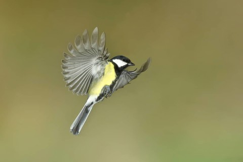 Great Tit (Parus major), in flight, aerial photograph, high-speed aerial photograph, Wilnsdorf,