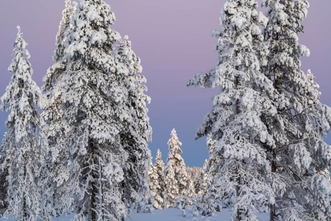 Snowy winter forest at dusk, Nattavaara, Norrbotten, Lapland, Sweden, November 2023