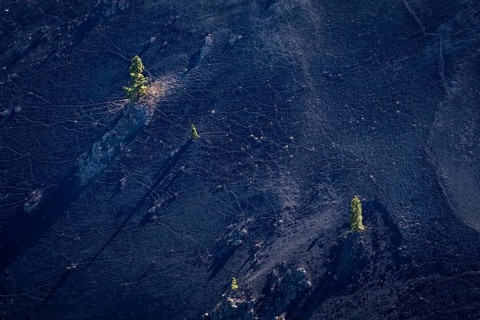 A few Canary Island pines (Pinus canariensis) on the slopes of the Duraznero volcano. Ruta de Los