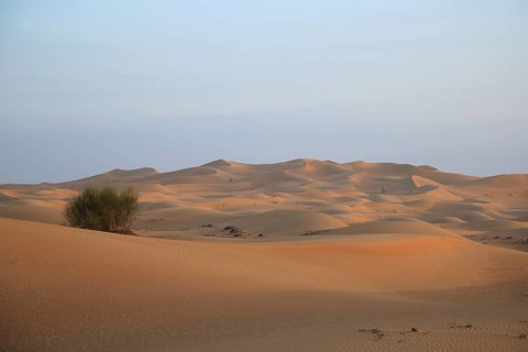 Wide desert landscape with softly lit sand dunes and scattered bushes, desert with sand dunes,