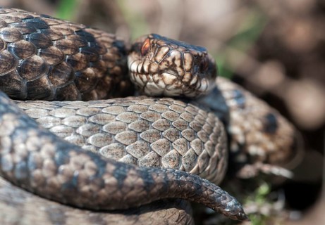 European adder, European viper, venomous snake, vipera berus, critters, female, poisonous reptilia,