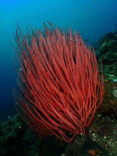 Reddish corals, shrub gorgonians, Ellisella ceratophyta, in a natural underwater environment,