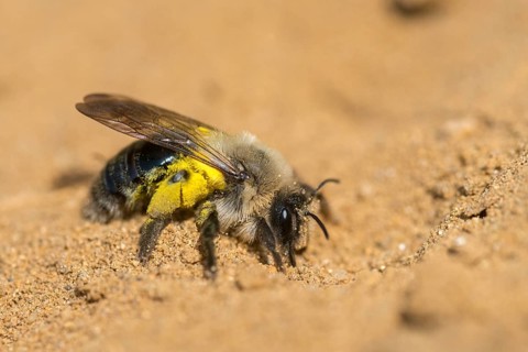 Andrena cf. vaga, andrena vaga, andrenidae, floodplain sand bee, grey-backed mining bee,