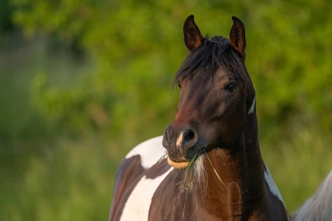 A brown horse with a white spot is standing in a field on a sunny day. He eats grass as he looks