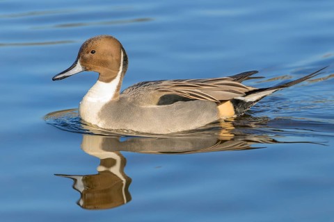 Northern Pintail, (Anas acuta), Burnaby Lake Regional Park, Burnaby, British Columbia, Canada