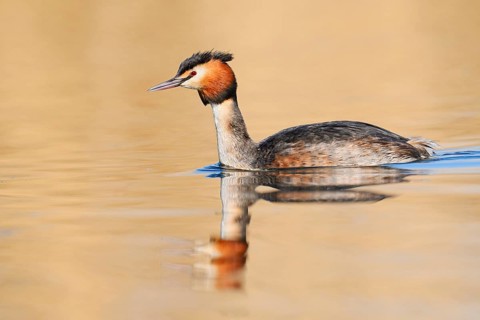 Great Crested Grebe (Podiceps cristatus), swimming, North Rhine-Westphalia, Germany