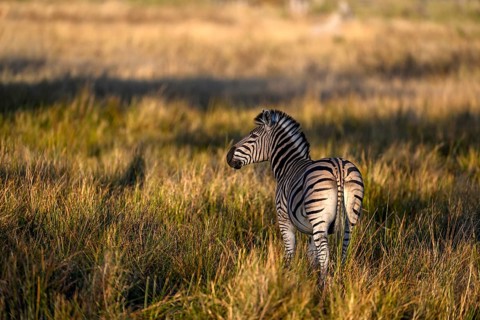 Plains zebra (Equus quagga) near Atzaró Camp, Okavango Delta, North-West District, Botswana