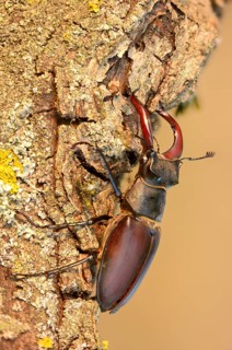 Thundergugi, firecracker, stag beetle, hornschröter, Lucanus cervus, Schröter, Beetle, Coleoptera,