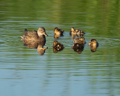 Mallard (Anas platyrhynchos) female and young birds swimming on a lake, blue water, Lower Saxony,