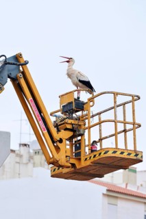 White stork (Ciconia ciconia) standing on the lifting platform of a construction crane, Silves,