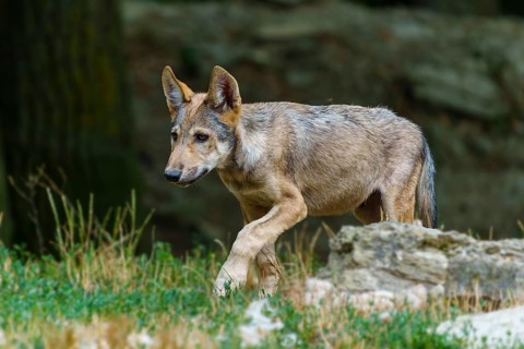 Timberwolf, wolf, American wolf (Canis lupus lycaon), Germany. A wolf cub walks cautiously across