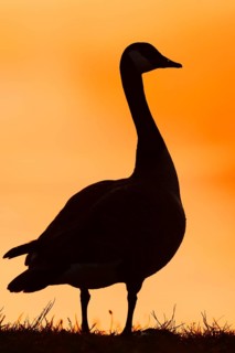 A Canada goose (Branta canadensis) stands on the bank at sunrise, silhouette, North
