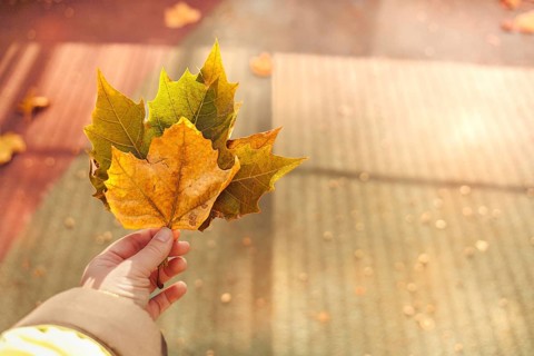 A hand holding autumn leaves illuminated by warm sunlight, creating an autumnal atmosphere