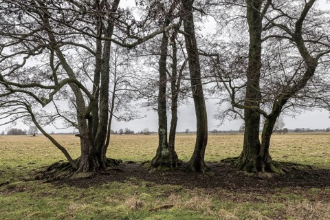 Old alders (Alnus glutinosa) in meadow landscape, Lower Saxony, Germany