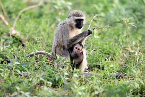 Vervet Monkey (Chlorocebus pygerythrus), adult, female, sitting, on the ground, mother, food,