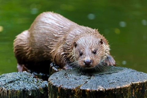 European otter (Lutra lutra), Germany: An otter lies relaxed on tree trunks in the water