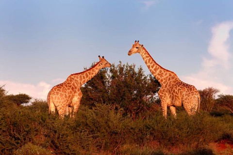 Cape giraffe (Giraffa camelopardalis giraffa), adult, two, foraging, feeding, Mokala National Park,
