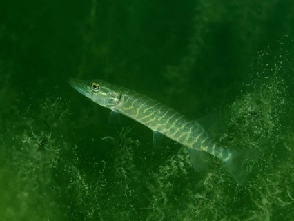 A young pike (Esox lucius) swims underwater through algae, Baumgärtli diving spot, Lake Zug, Lake