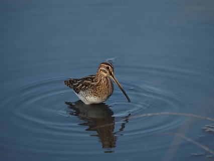 A common snipe (Gallinago gallinago) stands in the still blue water, its reflection visible,