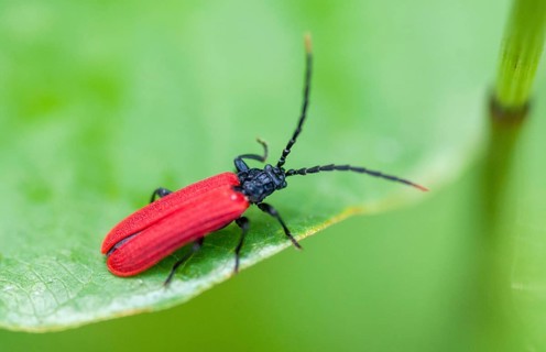 Small redcover beetle, Platycis minutus, red-blanket beetle, small net-winged beetle, tiny web