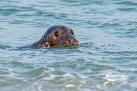 Grey seal (Halichoerus grypus), North Sea, Heligoland, Schleswig-Holstein, Germany