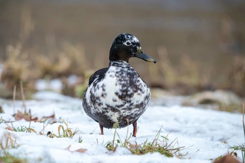 Anas platyrhynchos, mallard, mallard, anatidae, bastard, birds, ducks, ducks, ducks, drakes, false