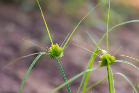 Bohemian sedge, carex bohemica, carex cyperoides, cyperaceae, sour grasses, cyprus grass harrow,