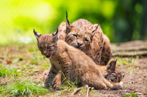 Eurasian lynx (Lynx lynx) mother with her youngsters (cubs) in a forest, Bavaria, Germany