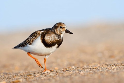 Turnstone (Arenaria interpres) in non-breeding plumage, Fuerteventura, Canary Islands, Spain