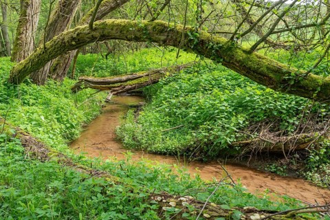 Germany, Greiz, Hegebachtal, Hundhaupten, Thuringia, Thuringia, riparian forest, stream, brook,