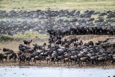 The Great Migration, huge herds of wildebeest (Connochaetes taurinus) on the Mara River, Serengeti,