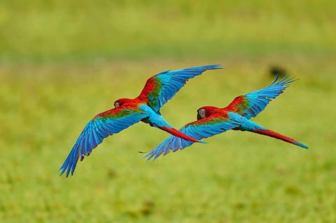 Two colourful parrots fly side by side over a green landscape: the green-winged macaw, or dark-red