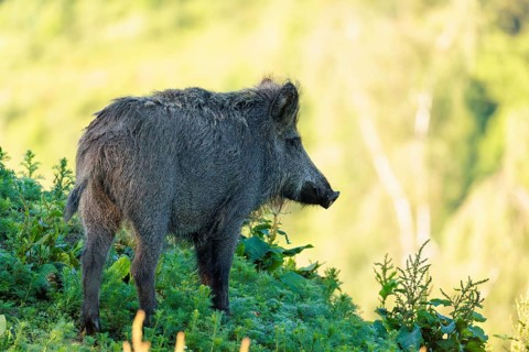 A female wild boar (Sus scrofa) stands on a mound in a green clearing on a sunny morning. Bavaria,