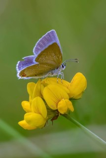 Cupid argiades, short-tailed blue, butterfly, high size, portrait format, insects, butterflies,