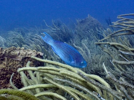 A blue parrotfish (Scarus coeruleus) swims through dense whiplash gorgonians, Breakers dive site,