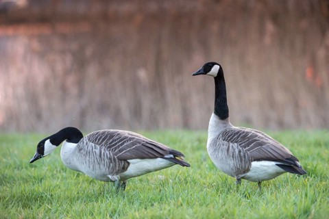 Branta canadensis, Canada goose, Canada goose, anatidae, birds, duckbirds, goose, geese, birds,
