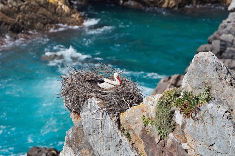 A white stork (Ciconia ciconia) is sitting on a nest on the rocky coast, Parque Natural do Sudoeste
